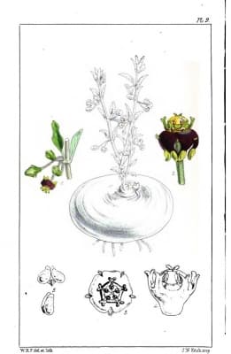 Brachystelma arnottii
