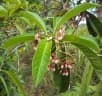 Ardisia solanacea
