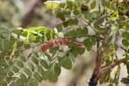 Albizia guachapele