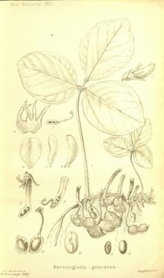 Macrotyloma geocarpum