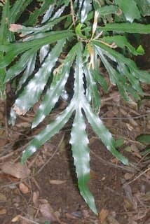 Orites excelsa