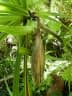 Pandanus krauelianus