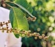 Schefflera volkensii