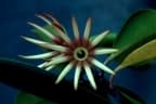 Bruguiera gymnorhiza