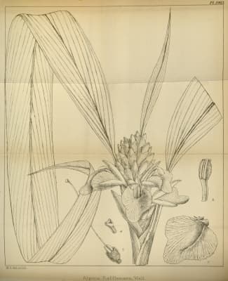Alpinia rafflesiana