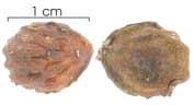 Cordia lasiocalyx