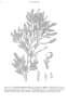 Dacrycarpus imbricatus