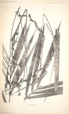 Calamus semoi