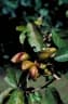 Heritiera littoralis