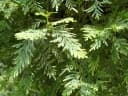 Chamaecyparis hodginsii