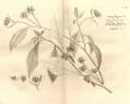 Baccharoides anthelmintica