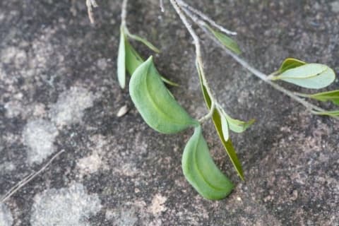 Aspidosperma cuspa