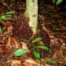 Baccaurea parviflora