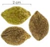 Drypetes standleyi