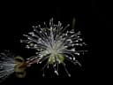 Bombacopsis sessilis