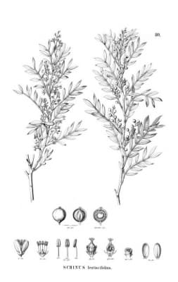 Schinus lentiscifolia