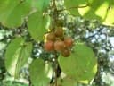 Tinospora caffra
