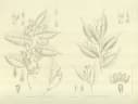 Shorea multiflora