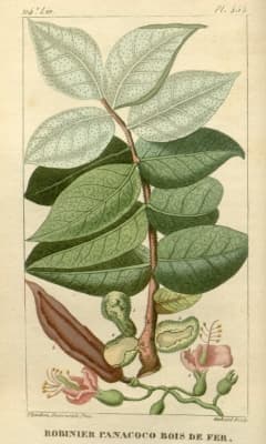 Swartzia panacoco