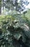 Calamus walkeri