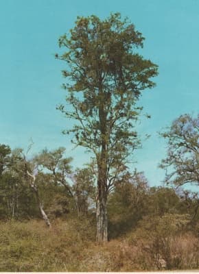 Phyllostylon rhamnoides