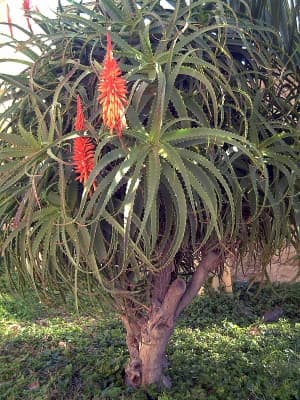 Aloe kedongensis