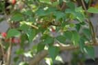 Erythrina corallodendron