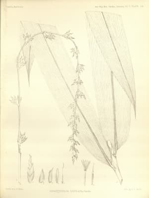 Gigantochloa ligulata