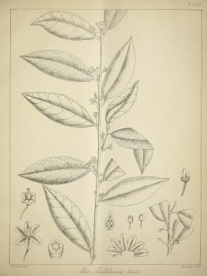 Ilex malabarica