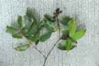 Syzygium lineatum