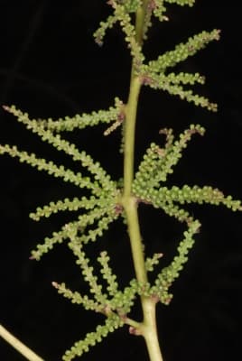 Dioscorea minutiflora