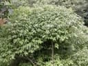 Oreocnide frutescens