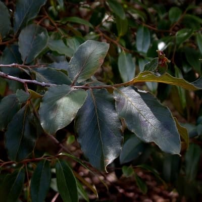 Diospyros hispida