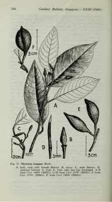 Myristica longipes