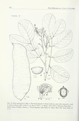 Intsia palembanica