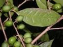 Drypetes madagascariensis