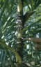 Calamus polystachys