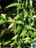 Cissus hastata