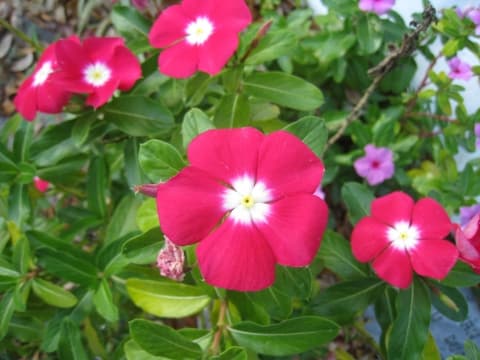 Catharanthus ovalis