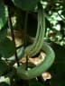 Trichosanthes cucumerina anguina