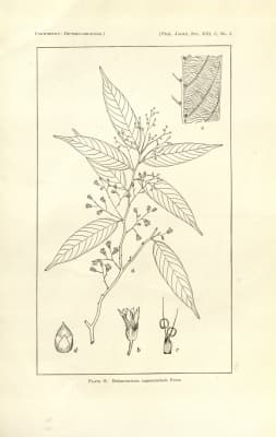 Hopea cagayanensis