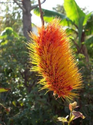 Combretum rotundifolium