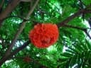 Brownea grandiceps