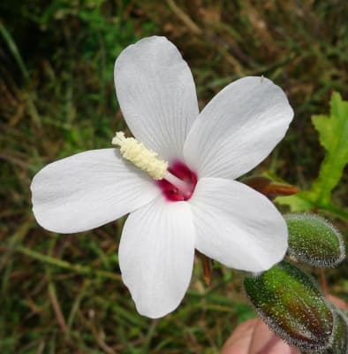 Abelmoschus ficulneus