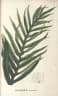 Phymatosorus longissimus