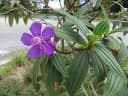 Tibouchina granulosa