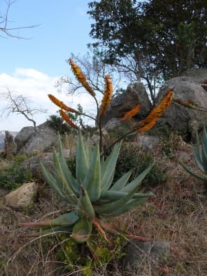 Aloe africana