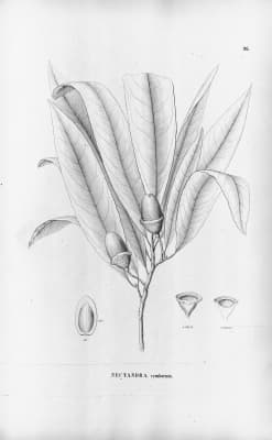Ocotea cymbarum