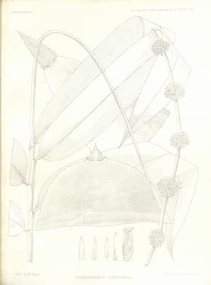 Dendrocalamus hookeri