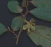 Guatteria ucayalina